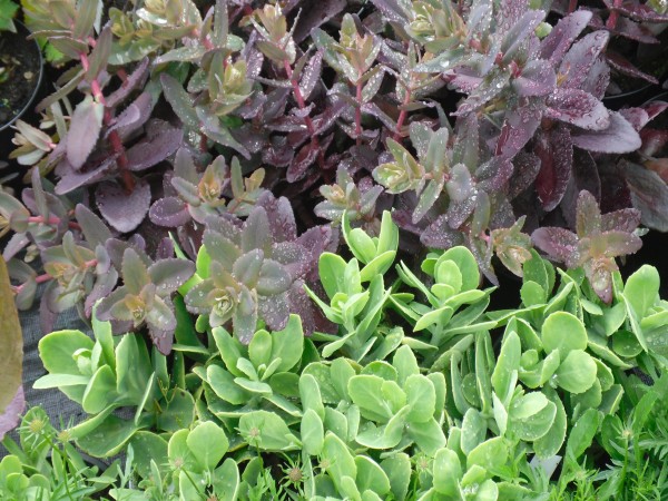 Sedum 'Purple Emperor' & 'Ice Berg' from Dunwiley Nurseries, Stranorlar, Co. Donegal.