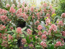 Skimmia japonica 'Rubella' from Dunwiley Nurseries Ltd., Stranorlar, Co. Donegal, Ireland