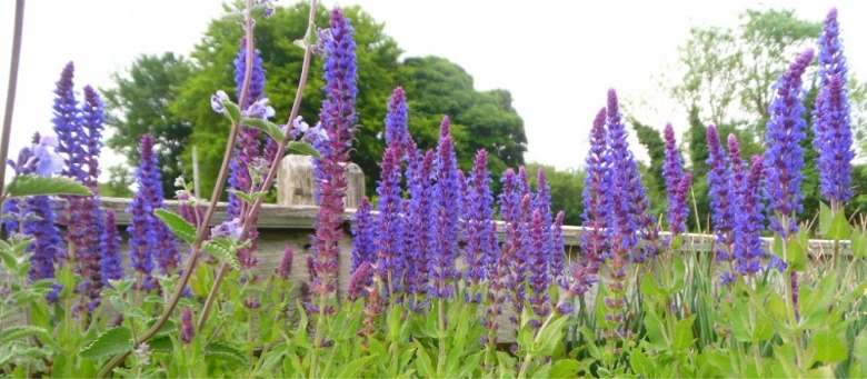 Herbaceous perennials from Dunwiley Nurseries, Stranorlar, County Donegal, Ireland