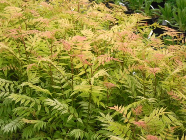 Sorbaria sorbifolia (False Spiraea) from Dunwiley Nurseries Ltd., Stranorlar, Co. Donegal, Ireland