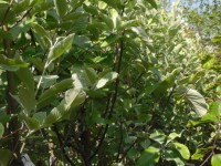 Sorbus aria 'Lutescens' Tree from Dunwiley Nurseries Ltd., Dunwiley, Stranorlar, Co. Donegal, Ireland.