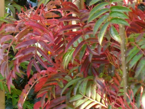 Sorbus aucuparia 'Autumn Spire' Tree from Dunwiley Nurseries Ltd., Dunwiley, Stranorlar, Co. Donegal, Ireland.