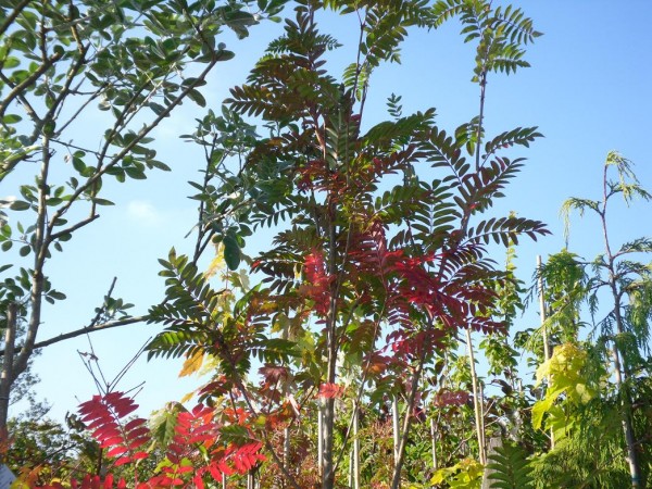 Sorbus Joseph Rock  Tree from Dunwiley Nurseries Ltd., Dunwiley, Stranorlar, Co. Donegal, Ireland.