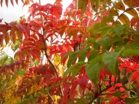 Sorbus sargentiana  Tree from Dunwiley Nurseries Ltd., Dunwiley, Stranorlar, Co. Donegal, Ireland.