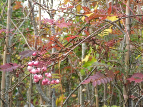 Sorbus vilmorinii Tree from Dunwiley Nurseries Ltd., Dunwiley, Stranorlar, Co. Donegal, Ireland.