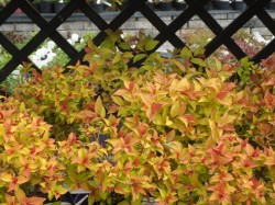 Spiraea x bumalda 'Magic Carpet'  from Dunwiley Nurseries Ltd., Stranorlar, Co. Donegal, Ireland