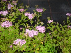 Spiraea japonica 'Little Princess' from Dunwiley Nurseries Ltd., Stranorlar, Co. Donegal, Ireland