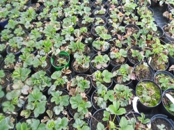 Strawberry Plants  from Dunwiley Nurseries Ltd., Stranorlar, Co. Donegal, Ireland