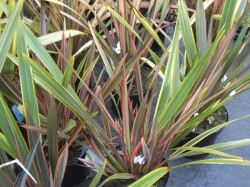 Phormium 'Sundowner' from Dunwiley Nurseries Ltd., Stranorlar, Co. Donegal