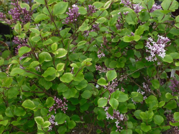 Syringa meyeri 'Palibin', Lilac, from Dunwiley Nurseries Ltd., Stranorlar, Co. Donegal, Ireland