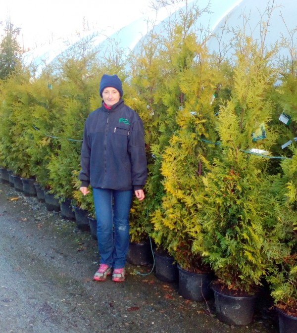 Thuja occidentalis 'Brabant'  from Dunwiley Nurseries Ltd., Dunwiley, Stranorlar, Co. Donegal, Ireland.