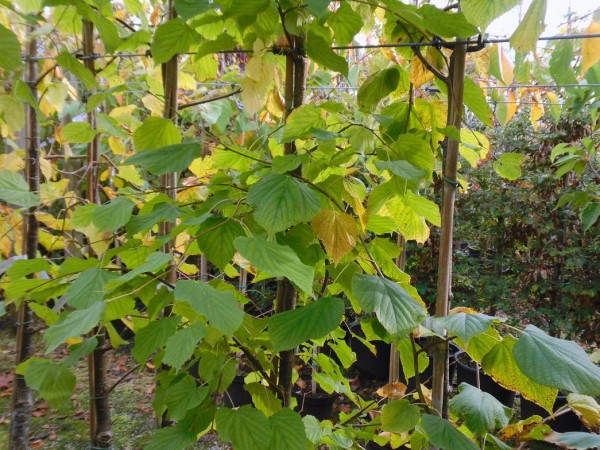 Tilia cordata 'Greenspire' Tree from Dunwiley Nurseries Ltd., Dunwiley, Stranorlar, Co. Donegal, Ireland.