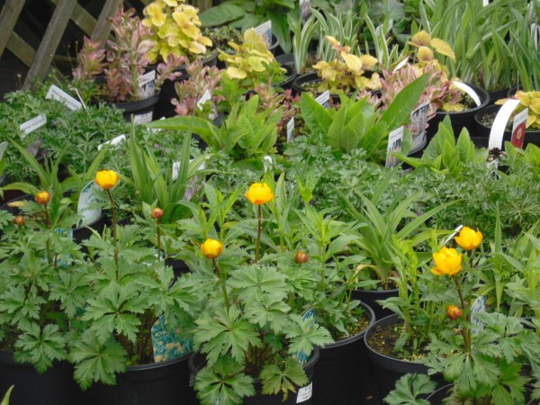 Trollius x coltorum 'Orange Crest' from Dunwiley Nurseries, Stranorlar, Co. Donegal.