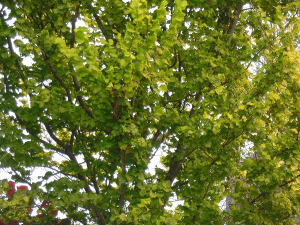 Ulmus hollandica 'Wredei' Tree from Dunwiley Nurseries Ltd., Dunwiley,  Stranorlar, Co. Donegal, Ireland.