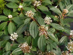 Viburnum davidii from Dunwiley Nurseries Ltd., Stranorlar, Co. Donegal, Ireland