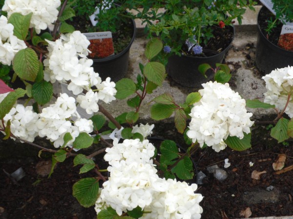 Viburnum plicatum 'Rotundifolium' from Dunwiley Nurseries Ltd., Stranorlar, Co. Donegal, Ireland