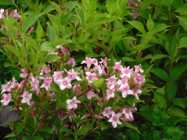 Weigela from Dunwiley Nurseries Ltd., Stranorlar, Co. Donegal, Ireland