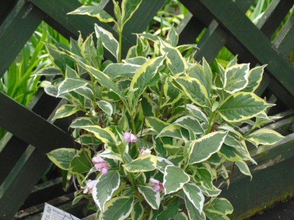 Weigela florida 'Nana Variegata' from Dunwiley Nurseries Ltd., Stranorlar, Co. Donegal, Ireland