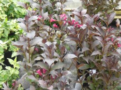 Weigelia 'Magical Fantasy' from Dunwiley Nurseries Ltd., Stranorlar, Co. Donegal, Ireland