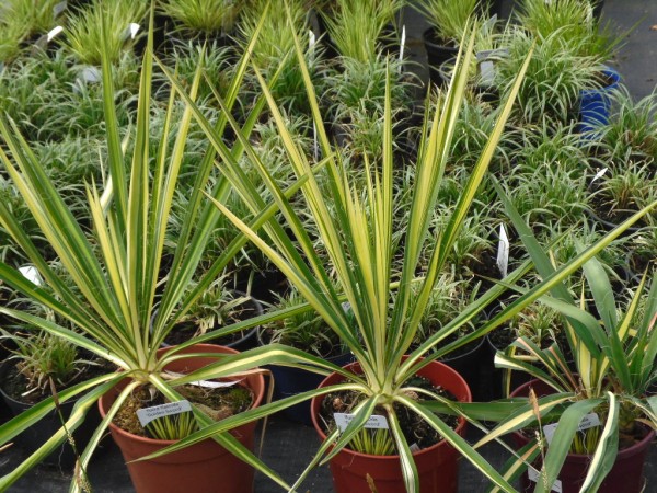 Yucca flaccida 'Golden Sword' from Dunwiley Nurseries Ltd., Stranorlar, Co. Donegal, Ireland